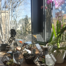 terrari con orchidea